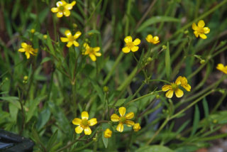 Ranunculus flammulaEgelboterbloem bestellen